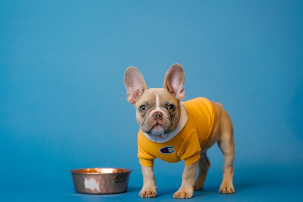 Brindle French Bulldog: The Perfect Companion