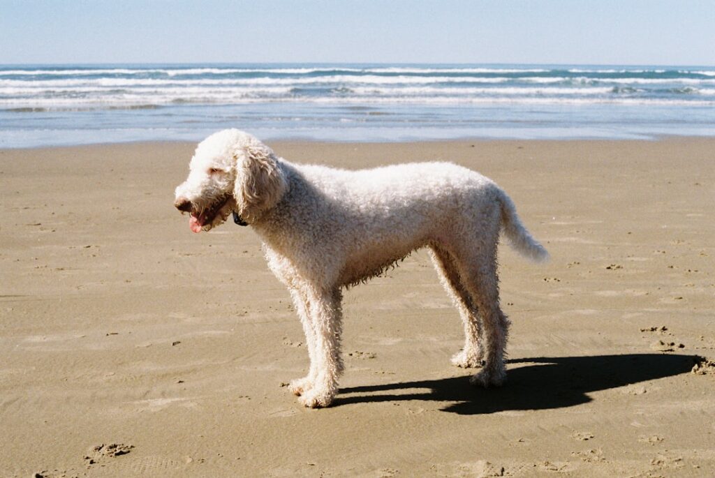 The Bernedoodle Lifespan: What to Expect